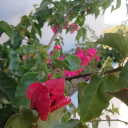 Quinta Da Azenha Holiday home *
